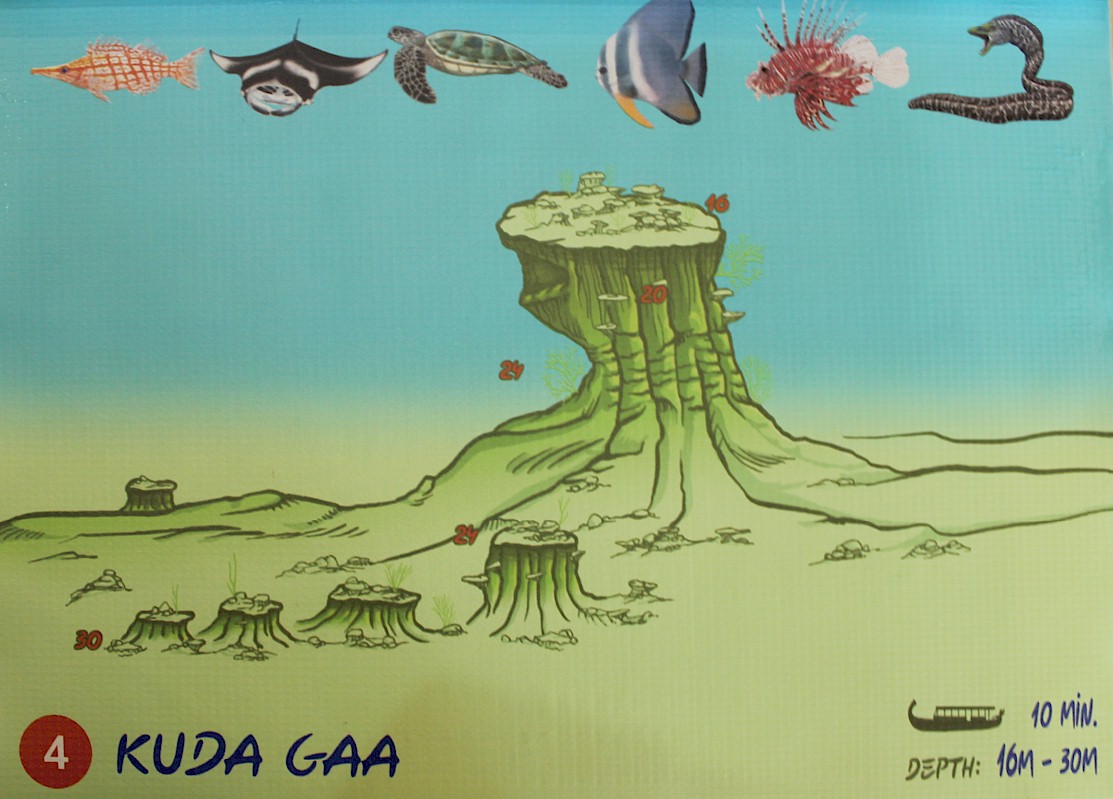Kuda Gaa